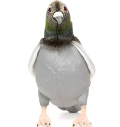 Genau wie eine echte Kuscheltaube von Hansa