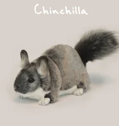 Hansa Chinchilla