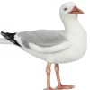 Hansa Creation Silbermöwe