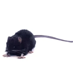 Schwarze Ratte Kuscheltier Hansa 12 cm