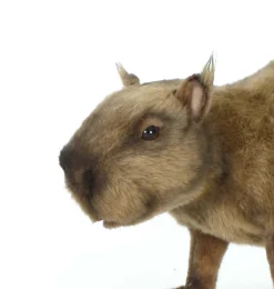 Wasserschwein von Hansa Creation